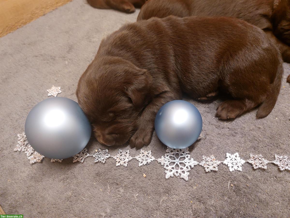 Bild 4: Labrador Welpen Chocolate, Hündinnen