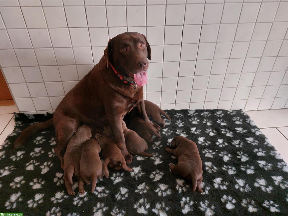 Bild 5: Labrador Welpen Chocolate, Hündinnen