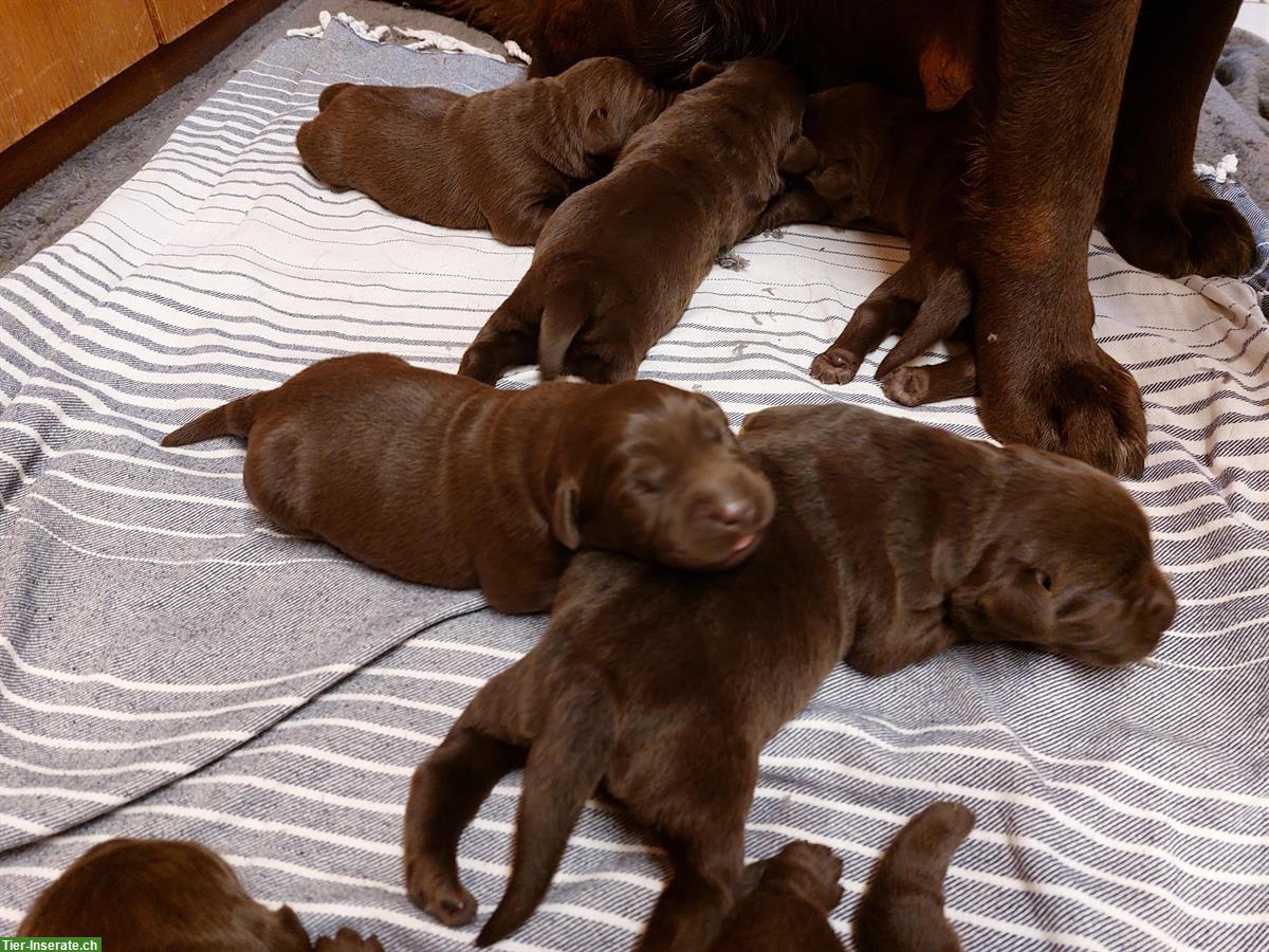 Bild 6: Labrador Welpen Chocolate, Hündinnen