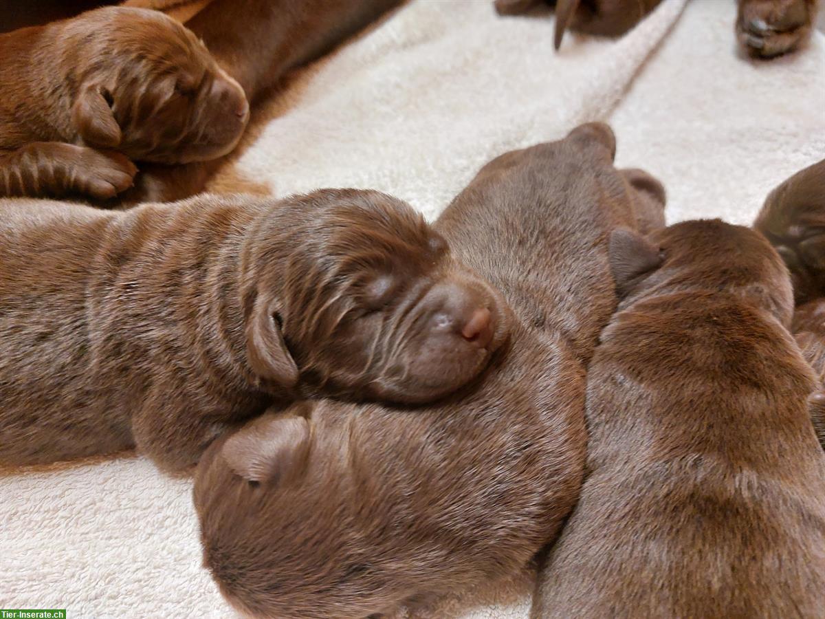 Bild 7: Labrador Welpen Chocolate, Hündinnen