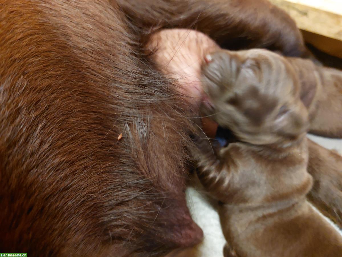 Bild 8: Labrador Welpen Chocolate, Hündinnen