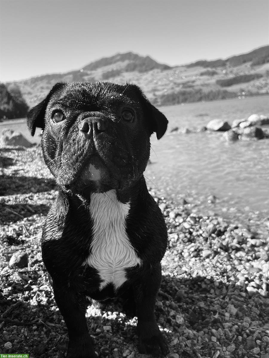Französische Bulldogge mit großem Herzen sucht Familie
