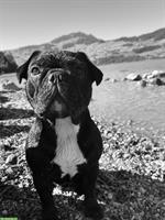 Französische Bulldogge mit großem Herzen sucht Familie