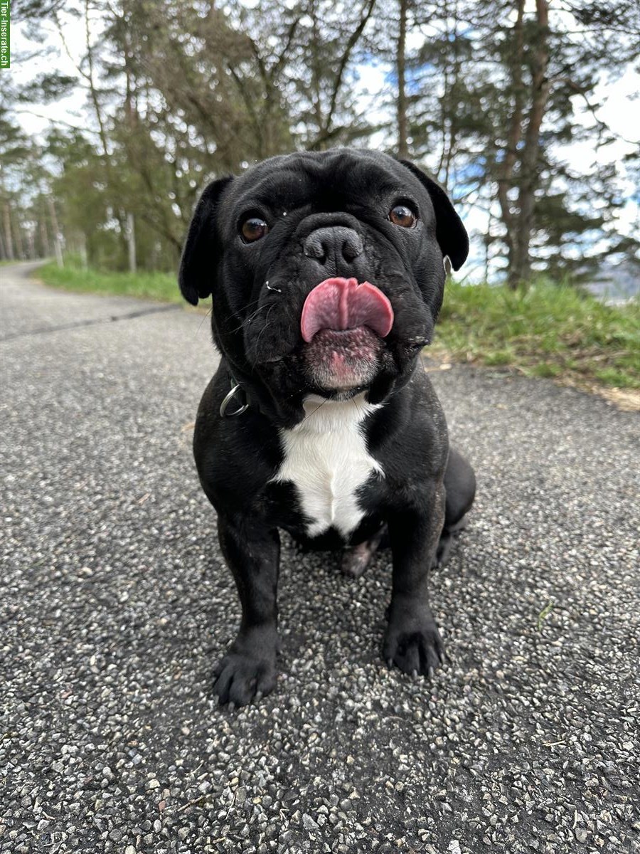 Bild 2: Französische Bulldogge mit großem Herzen sucht Familie