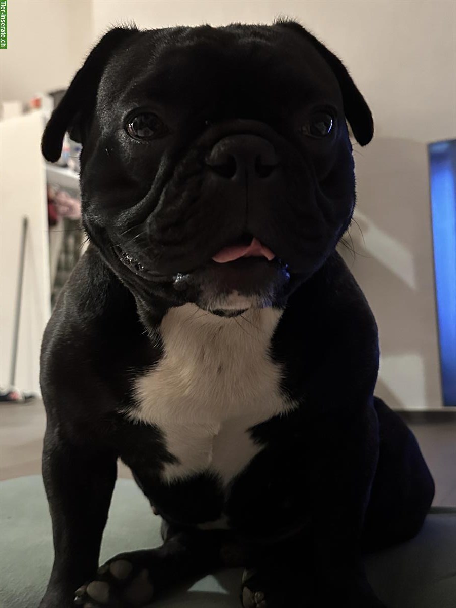 Bild 3: Französische Bulldogge mit großem Herzen sucht Familie
