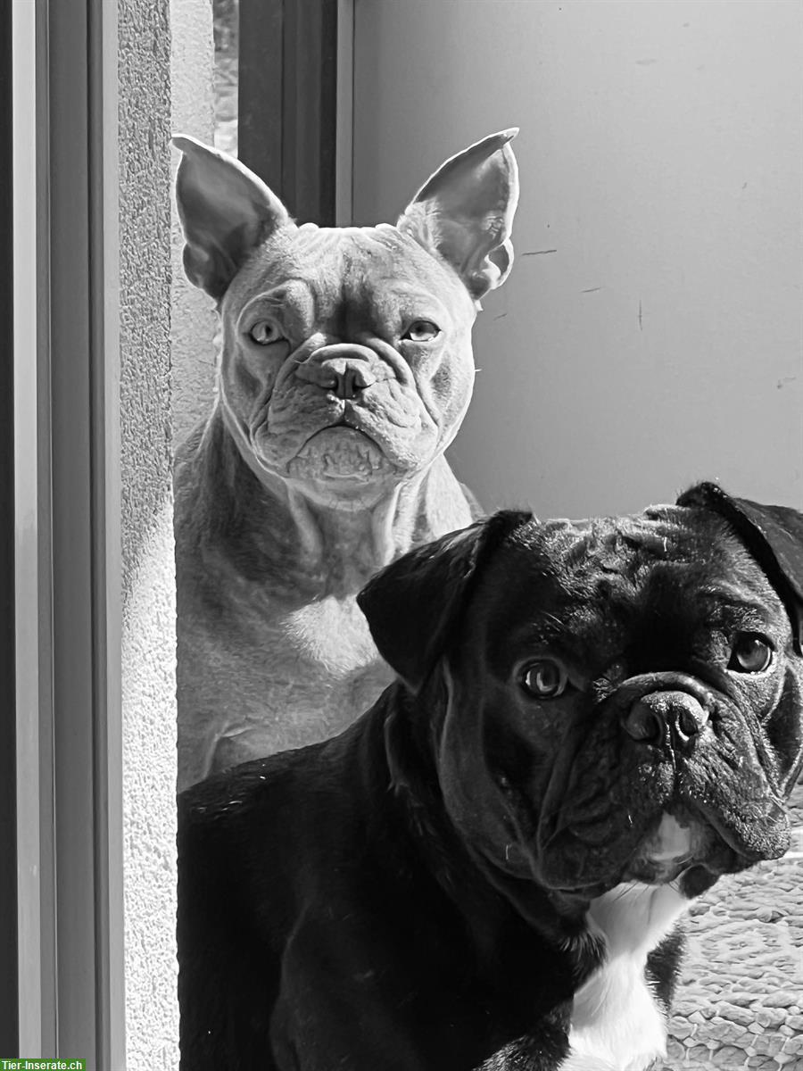 Bild 4: Französische Bulldogge mit großem Herzen sucht Familie