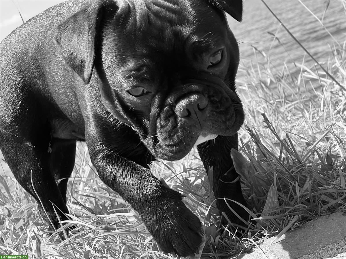 Bild 6: Französische Bulldogge mit großem Herzen sucht Familie