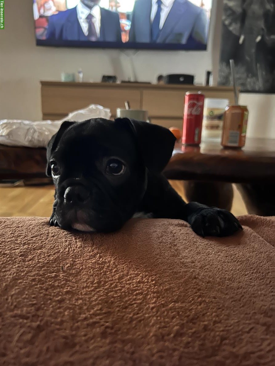 Bild 8: Französische Bulldogge mit großem Herzen sucht Familie