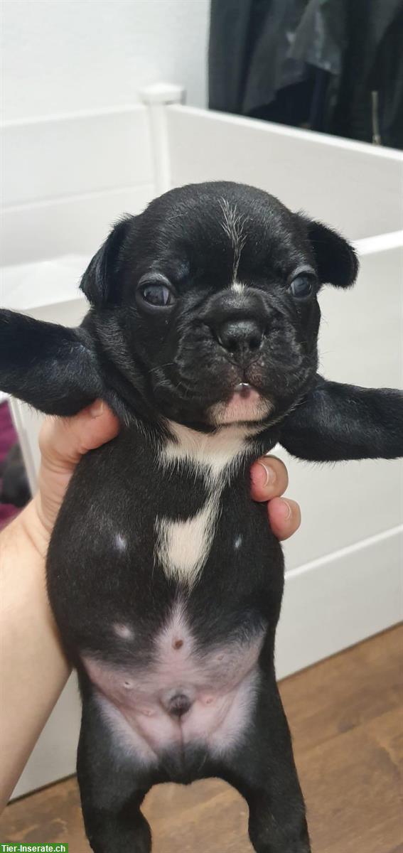 Bild 9: Französische Bulldogge mit großem Herzen sucht Familie