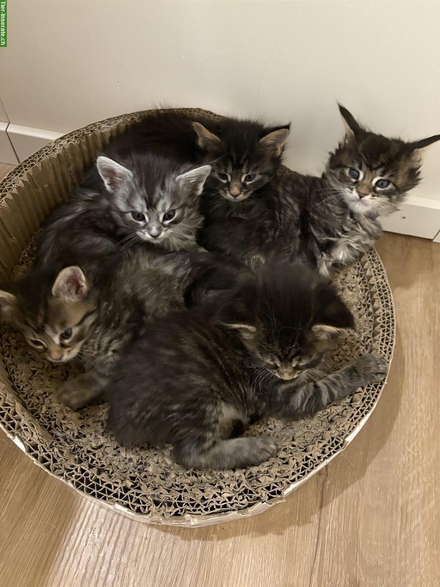 Maine Coon Kitten suchen neues Zuhause