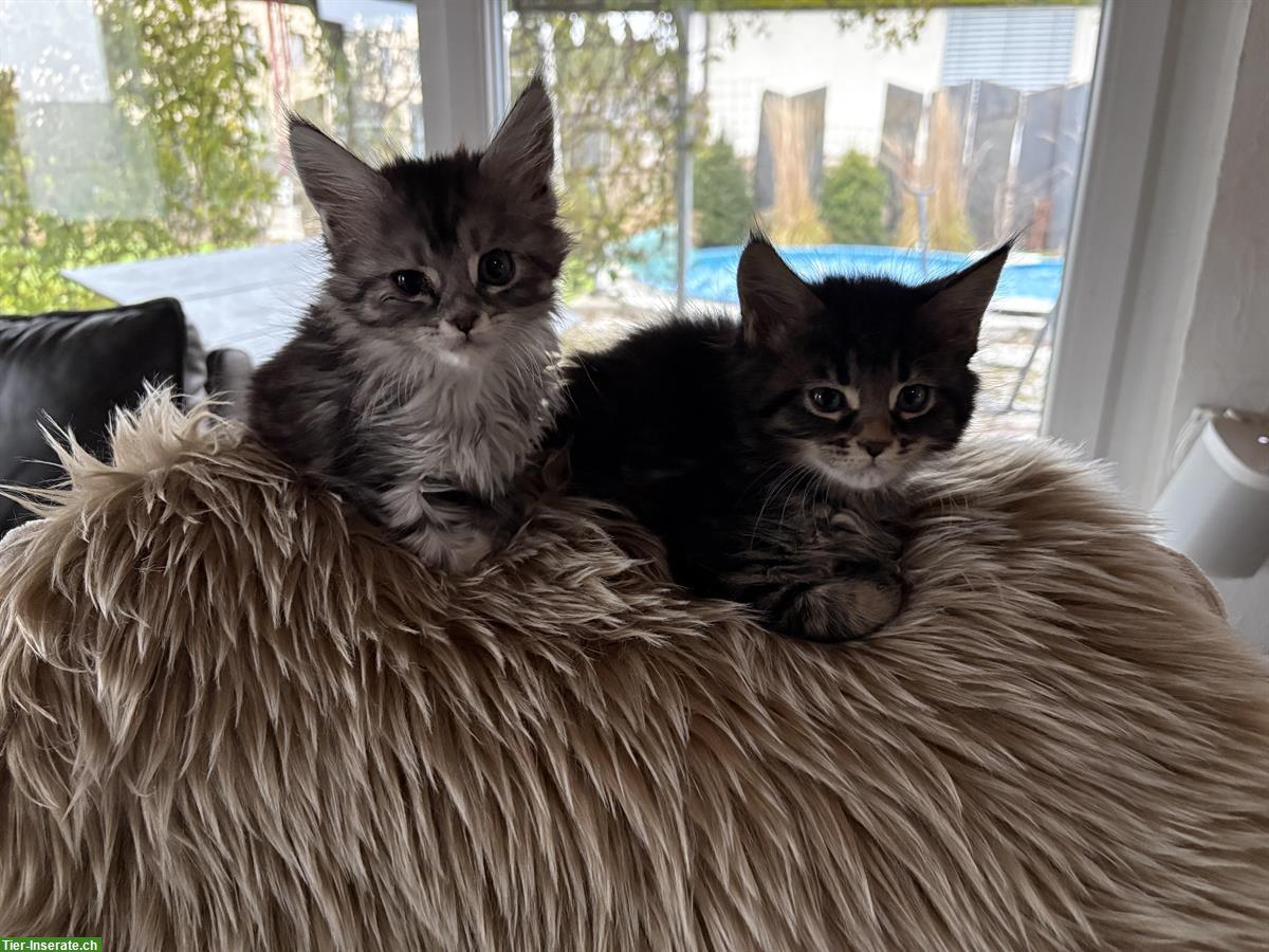 Bild 2: Maine Coon Kitten suchen neues Zuhause