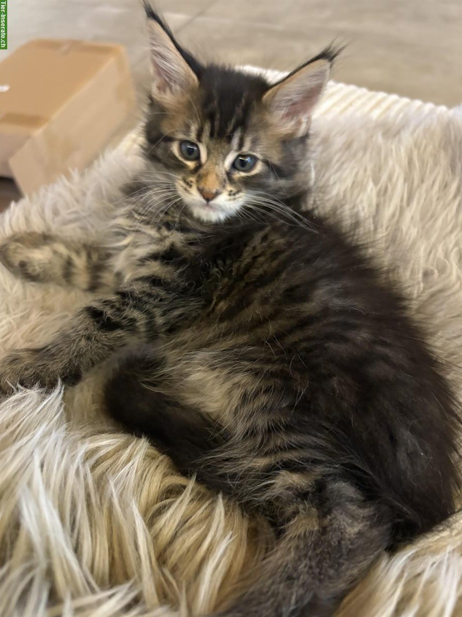 Bild 3: Maine Coon Kitten suchen neues Zuhause