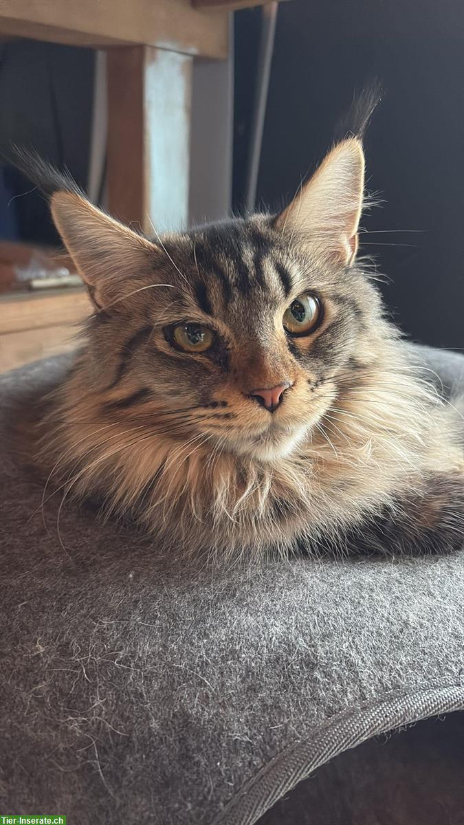 Bild 4: Maine Coon Kitten suchen neues Zuhause