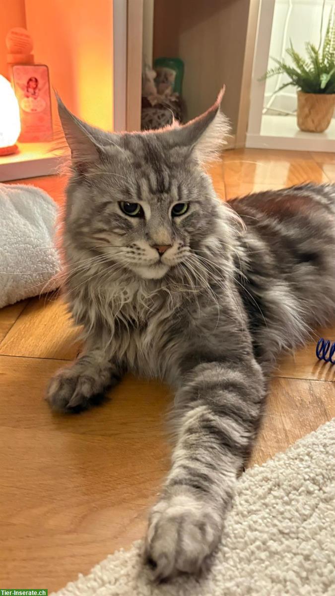 Bild 5: Maine Coon Kitten suchen neues Zuhause