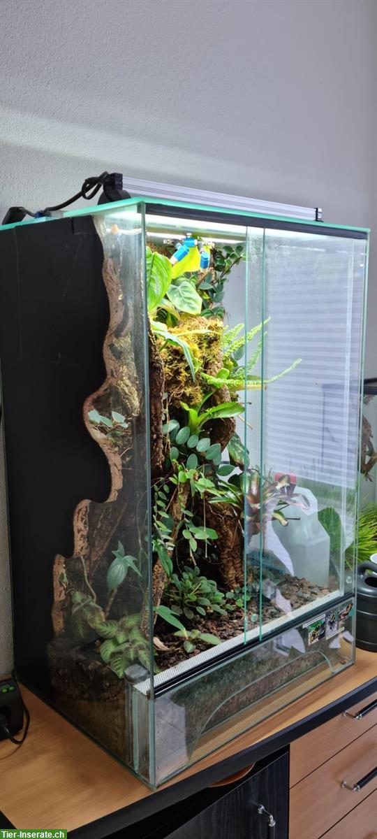 Dendrobaten Terrarium 50x40x80cm von Logoterrarien