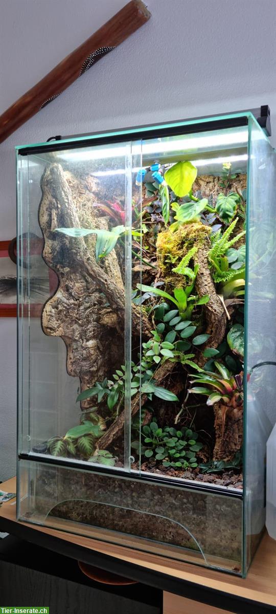 Bild 2: Dendrobaten Terrarium 50x40x80cm von Logoterrarien