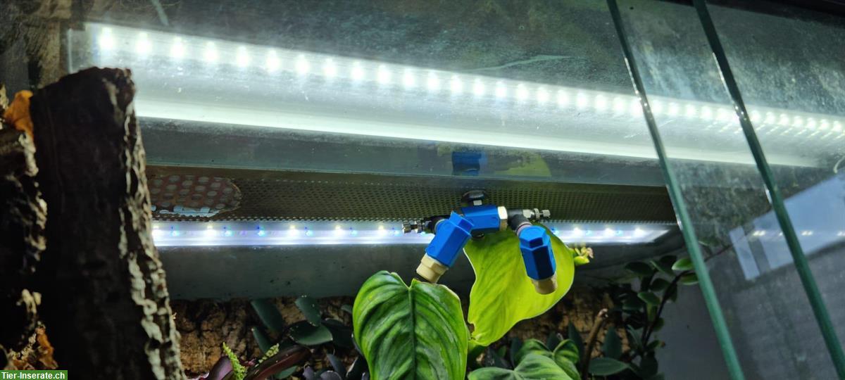 Bild 4: Dendrobaten Terrarium 50x40x80cm von Logoterrarien