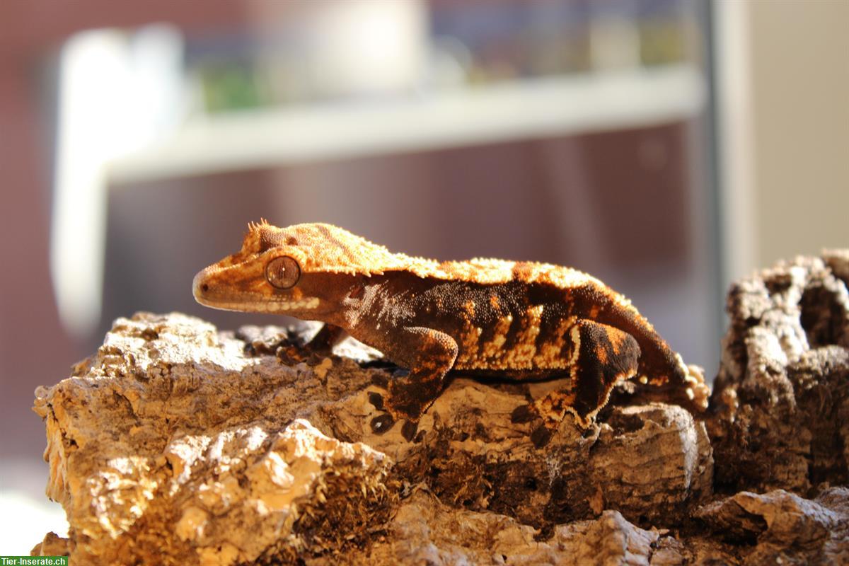 Kronengeckos aus Hobbyzucht zu verkaufen