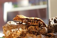 Kronengeckos aus Hobbyzucht zu verkaufen