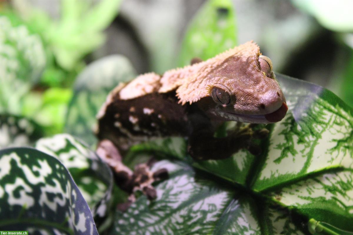 Bild 10: Kronengeckos aus Hobbyzucht zu verkaufen