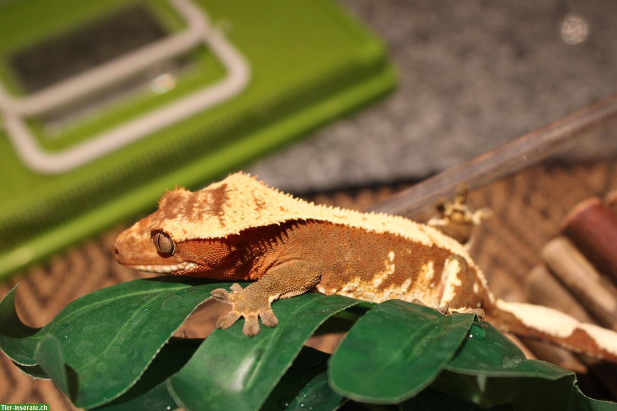 Bild 2: Kronengeckos aus Hobbyzucht zu verkaufen