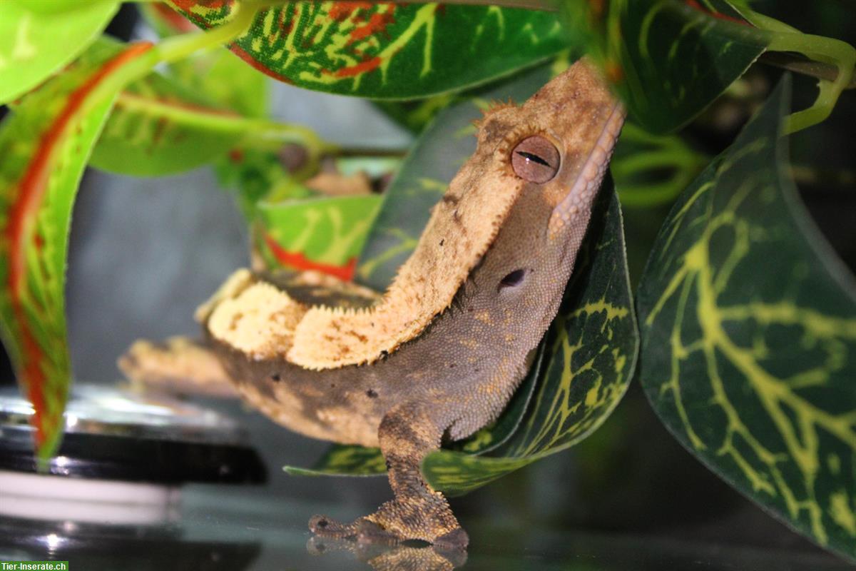 Bild 3: Kronengeckos aus Hobbyzucht zu verkaufen