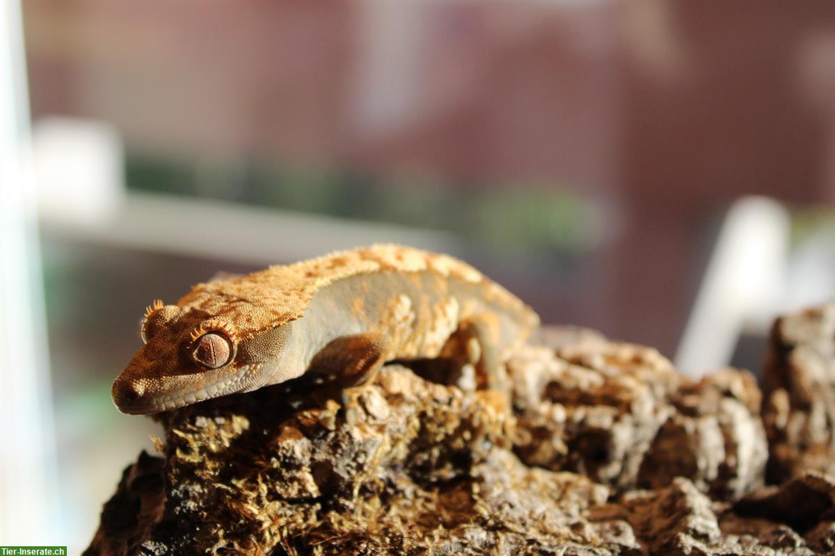 Bild 4: Kronengeckos aus Hobbyzucht zu verkaufen