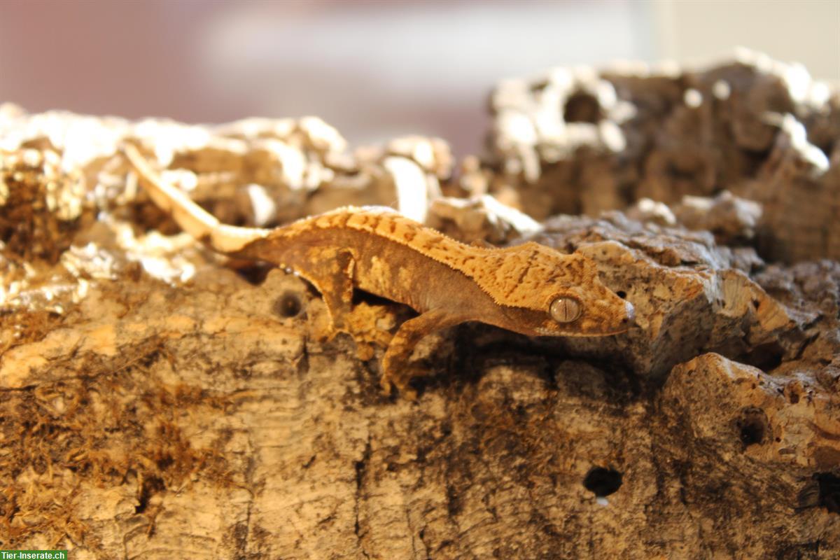 Bild 5: Kronengeckos aus Hobbyzucht zu verkaufen