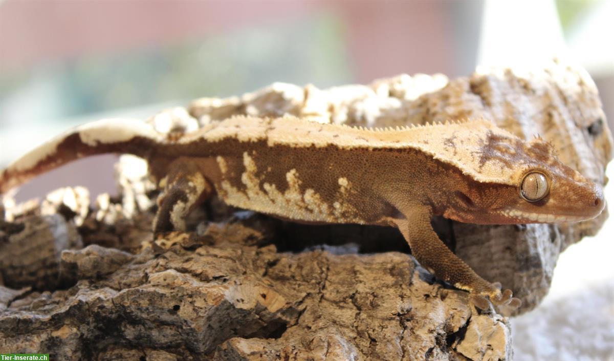 Bild 6: Kronengeckos aus Hobbyzucht zu verkaufen