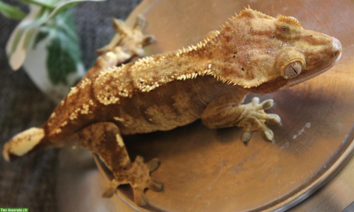 Bild 8: Kronengeckos aus Hobbyzucht zu verkaufen