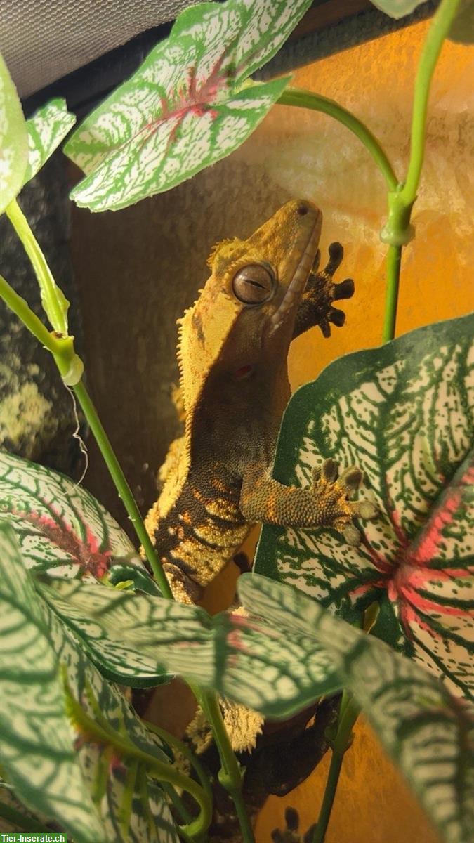 Bild 9: Kronengeckos aus Hobbyzucht zu verkaufen
