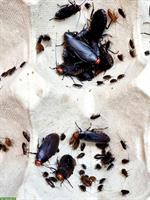 Oxyhaloa deusta Zucht zu verkaufen