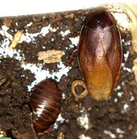 Pycnoscelus striatus zu verkaufen