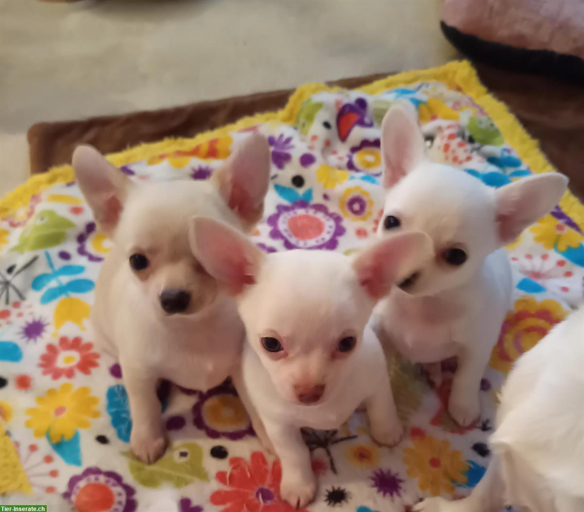 3 Chihuahua Welpen, Rüden zu verkaufen