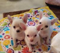 3 Chihuahua Welpen, Rüden zu verkaufen