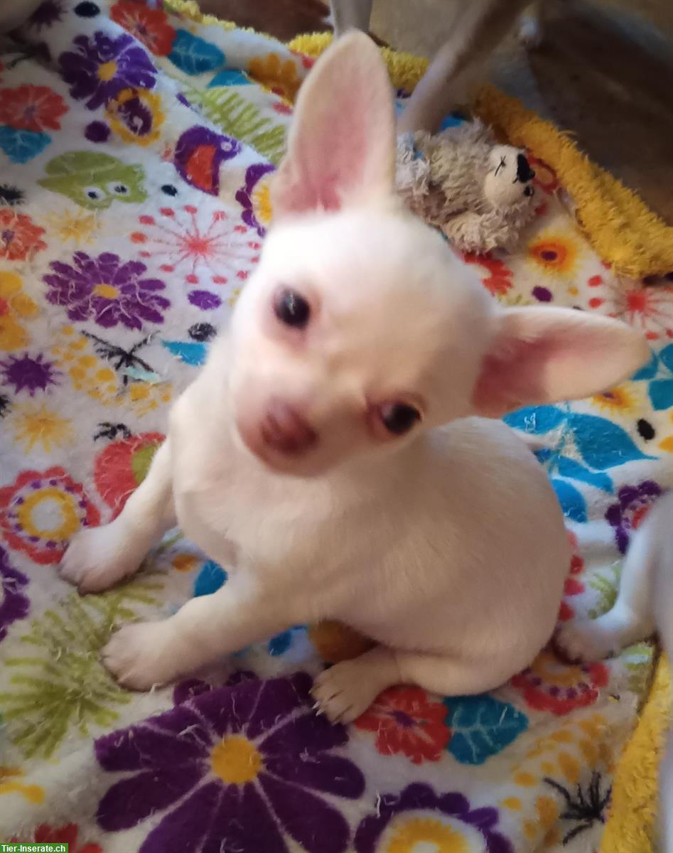 Bild 2: 3 Chihuahua Welpen, Rüden zu verkaufen