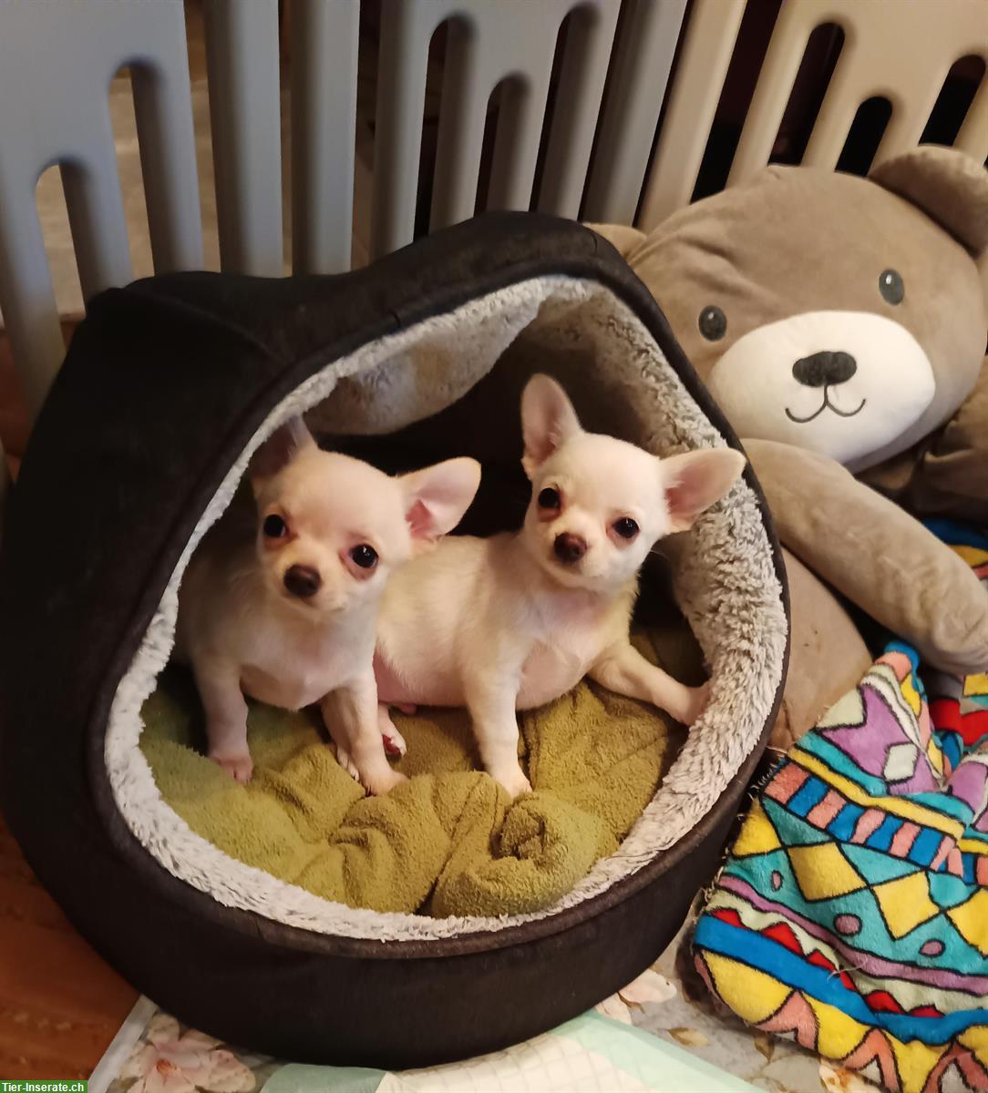 Bild 3: 3 Chihuahua Welpen, Rüden zu verkaufen