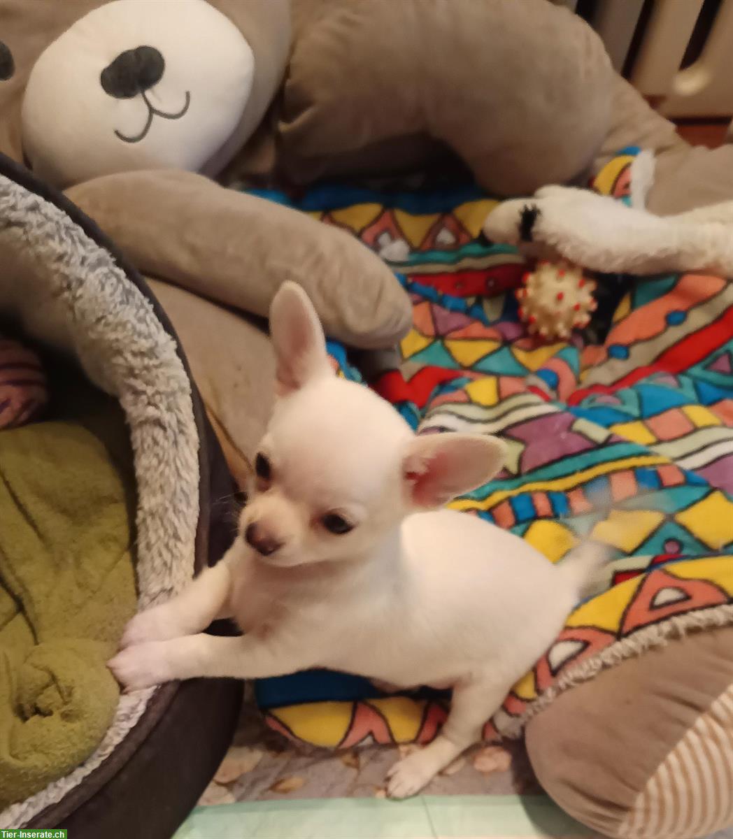 Bild 4: 3 Chihuahua Welpen, Rüden zu verkaufen