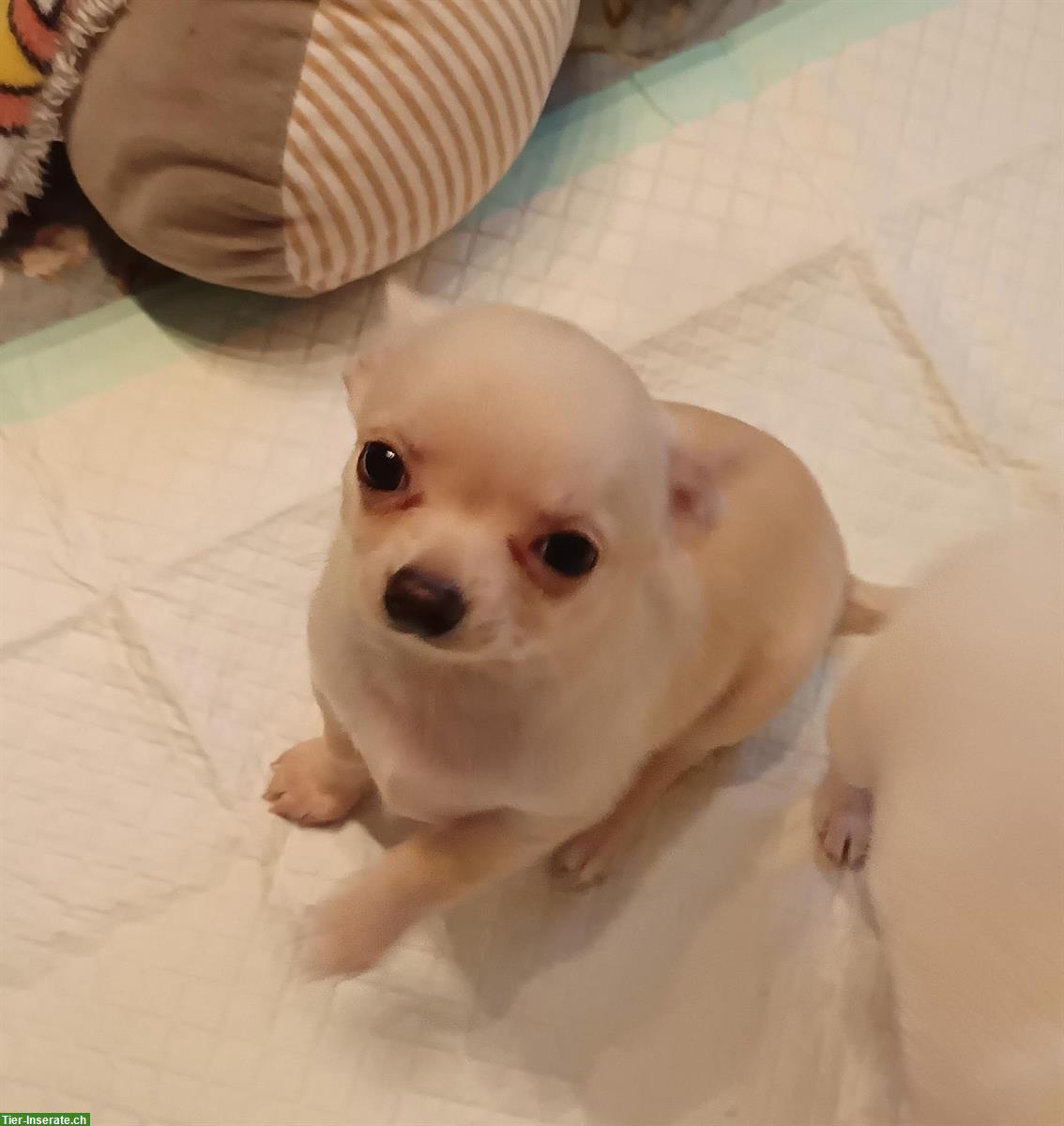 Bild 5: 3 Chihuahua Welpen, Rüden zu verkaufen