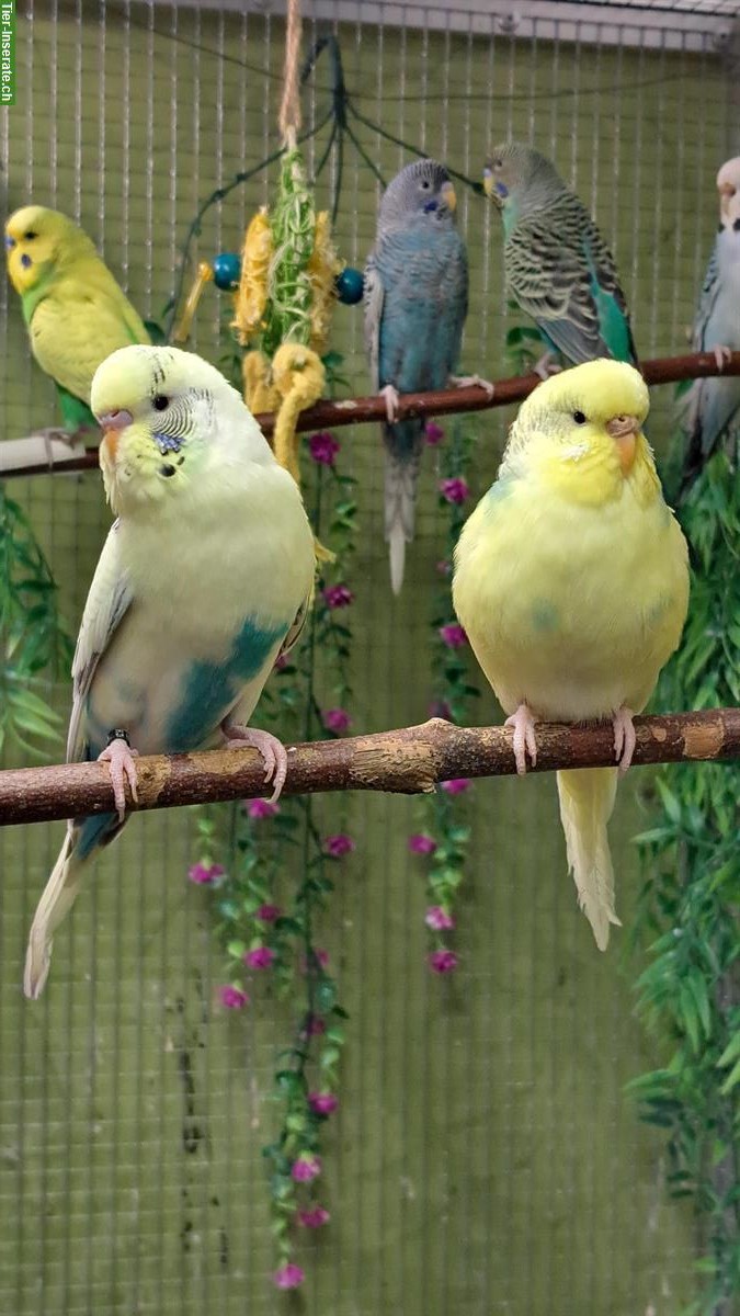 Wellensittich Paar nur zusammen abzugeben