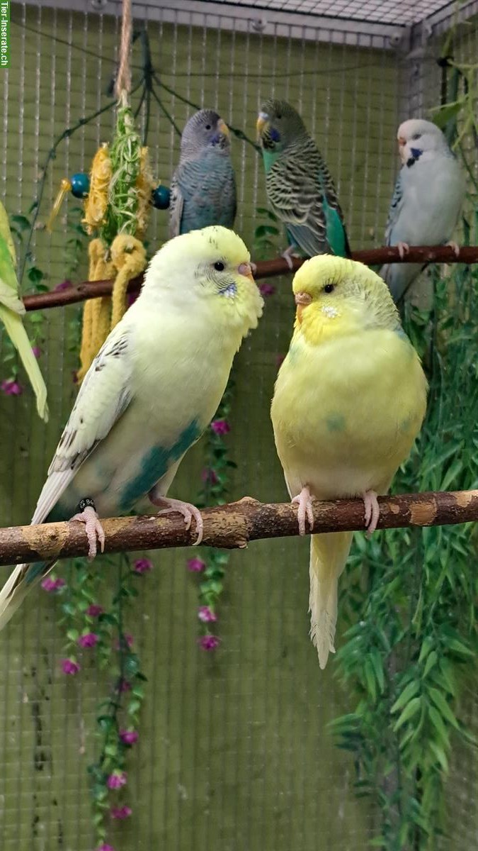 Bild 2: Wellensittich Paar nur zusammen abzugeben