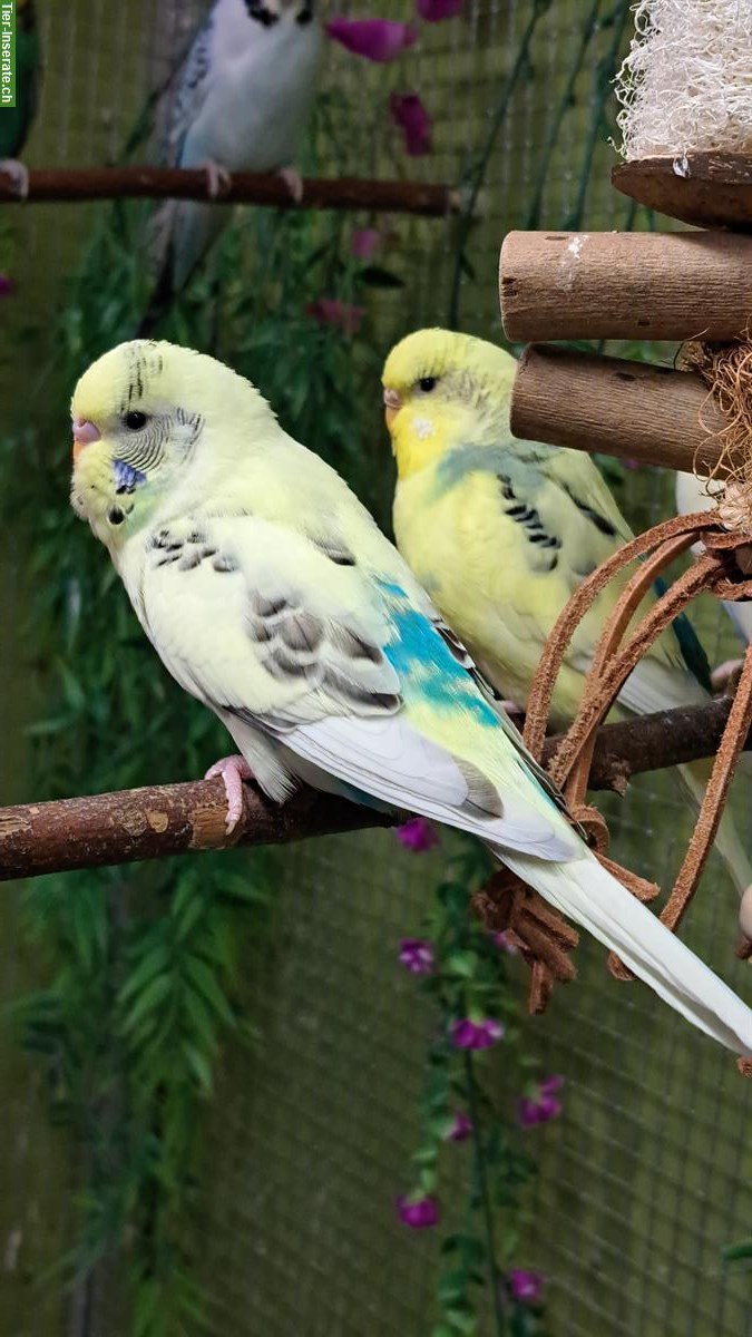 Bild 3: Wellensittich Paar nur zusammen abzugeben