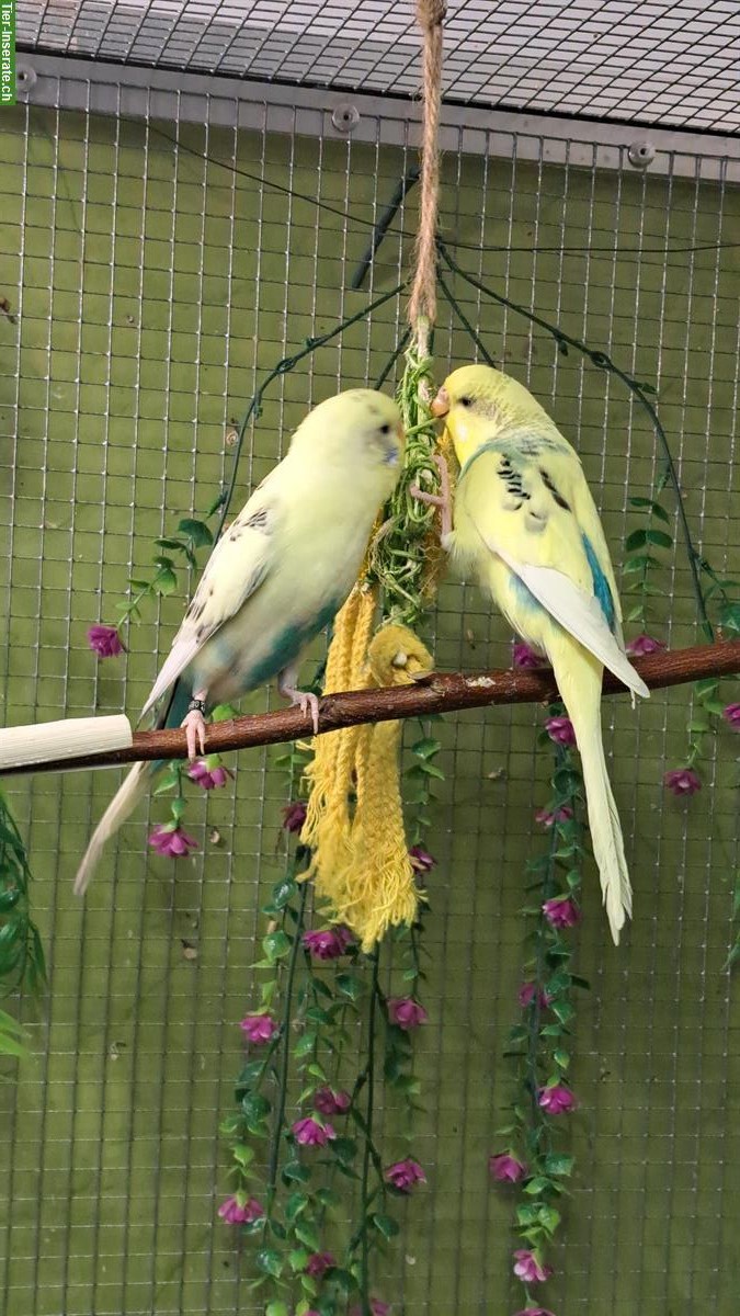 Bild 4: Wellensittich Paar nur zusammen abzugeben