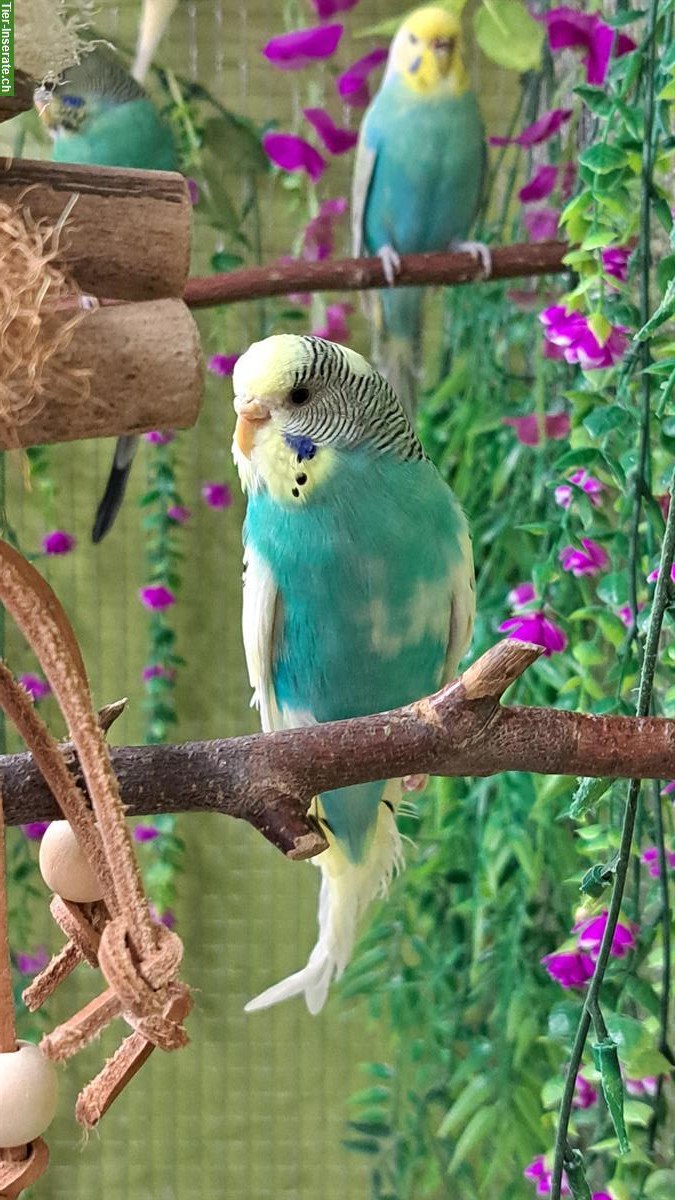 Wellensittich Weibchen aus Innenvoliere abzugeben