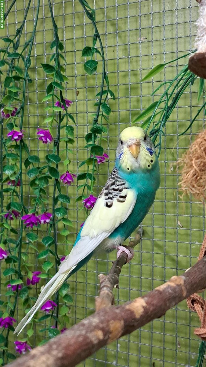 Bild 2: Wellensittich Weibchen aus Innenvoliere abzugeben