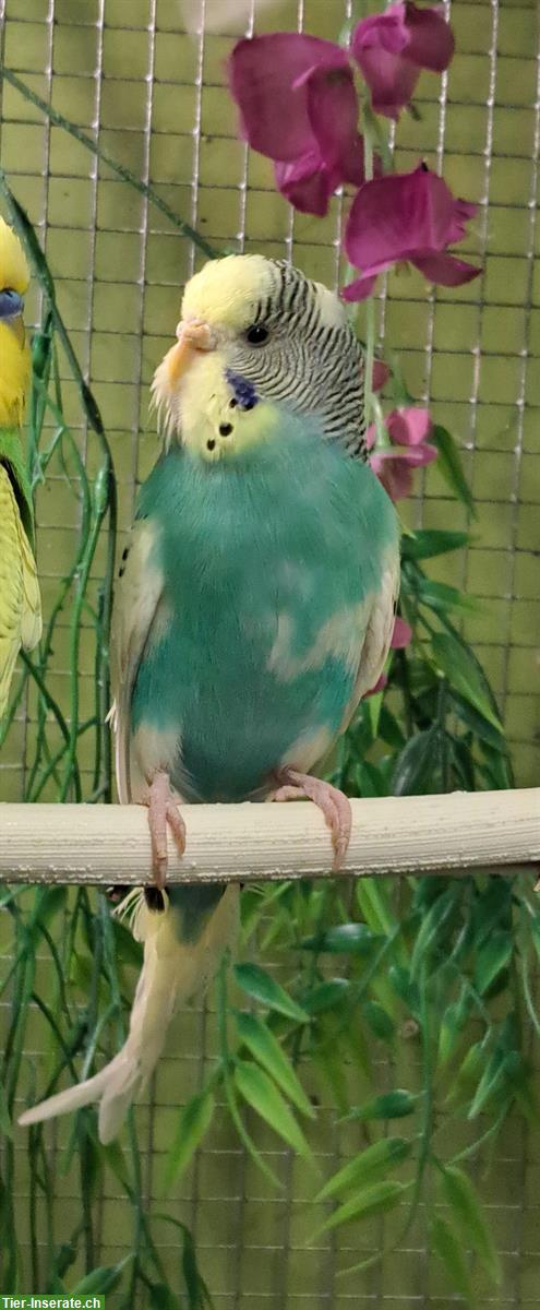 Bild 3: Wellensittich Weibchen aus Innenvoliere abzugeben