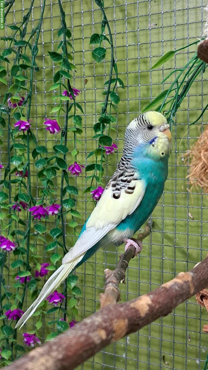 Bild 4: Wellensittich Weibchen aus Innenvoliere abzugeben