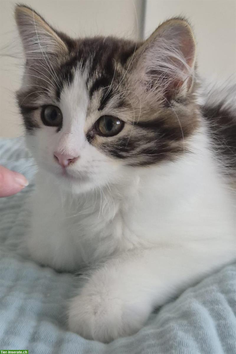 Mischlingskatze (Halblanghaar) sucht Freigang-Zuhause