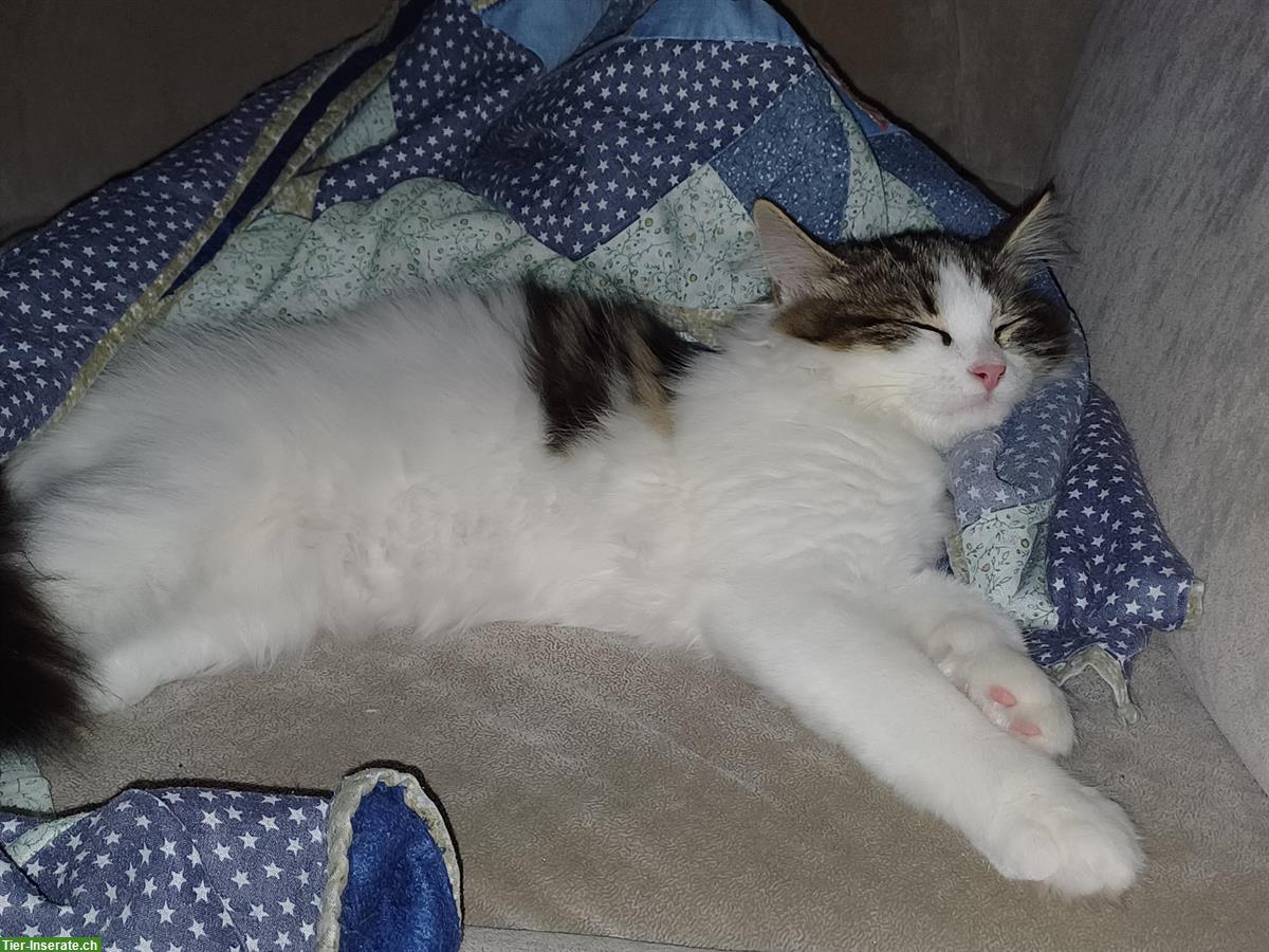 Bild 2: Mischlingskatze (Halblanghaar) sucht Freigang-Zuhause