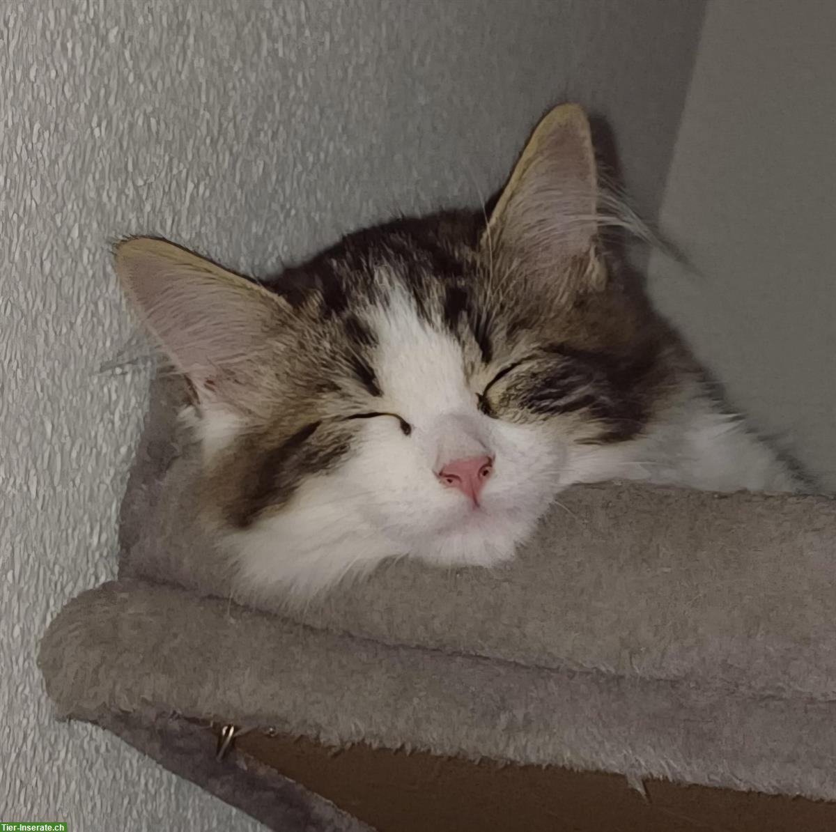 Bild 3: Mischlingskatze (Halblanghaar) sucht Freigang-Zuhause